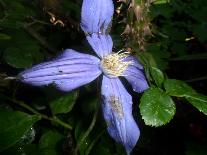 SAM_5868 - talmes -balbes 2015