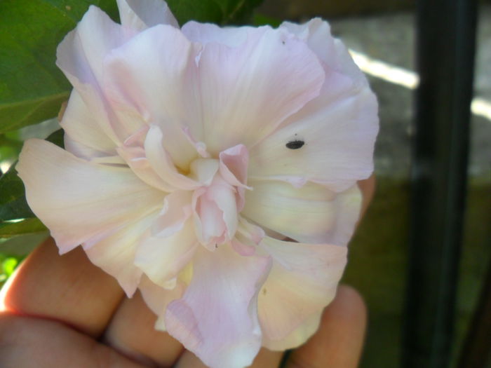 SAM_5871 - talmes -balbes 2015