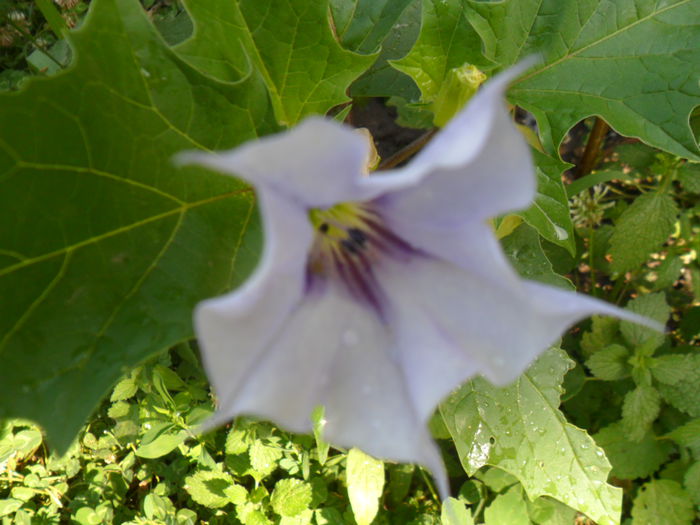 SAM_5872 - talmes -balbes 2015