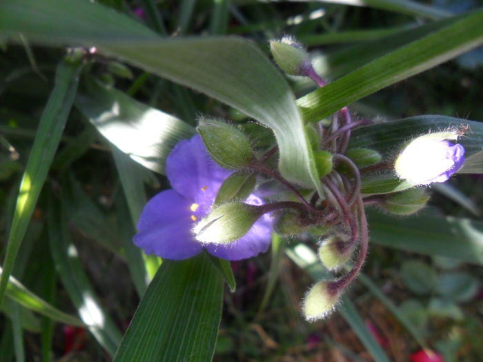 SAM_5873 - talmes -balbes 2015