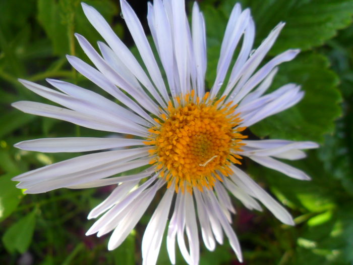 SAM_5874 - talmes -balbes 2015