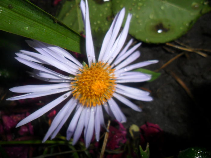 SAM_5875 - talmes -balbes 2015