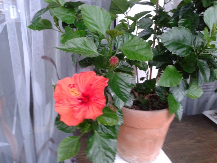 2013-08-18 11.31.17 - 01Hibiscus