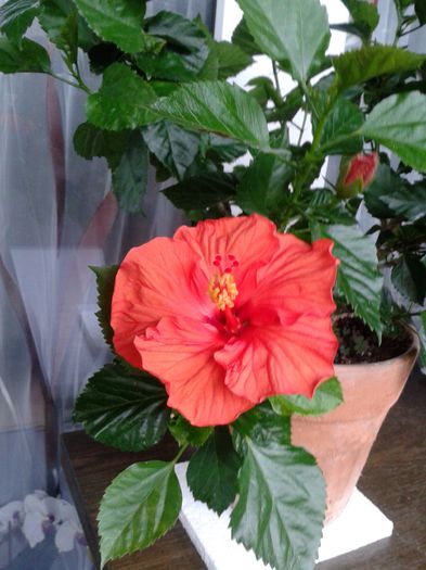 2013-08-18 11.31.39 - 01Hibiscus