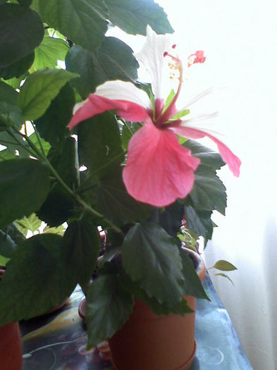 051113134321 - 01Hibiscus