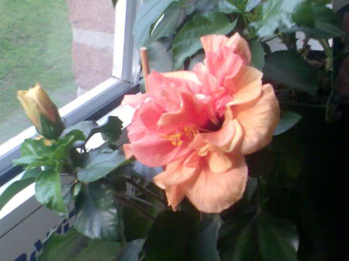 Image044 - 01Hibiscus