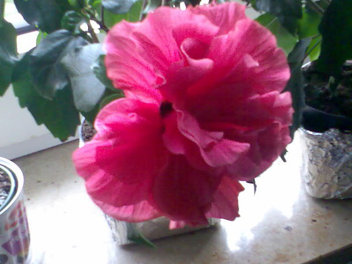 Image048 - 01Hibiscus