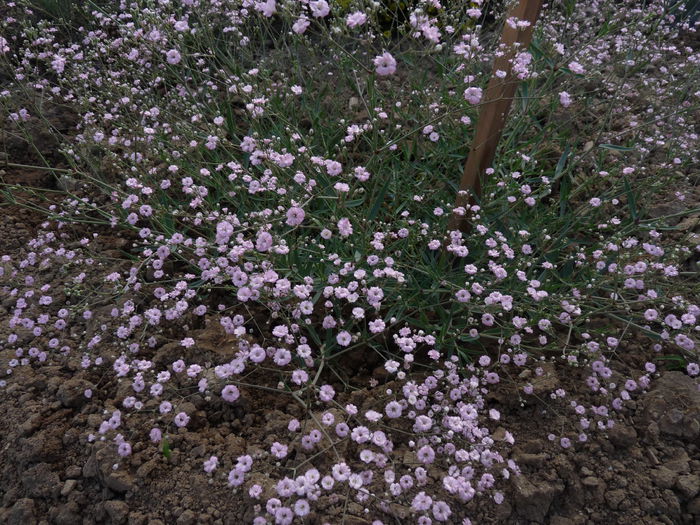 P1060449 - Floarea miresei - Gypsophila paniculata Flamingo