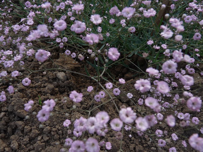 P1060451 - Floarea miresei - Gypsophila paniculata Flamingo