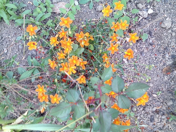 IMG_20150609_185008 - gradina 2015