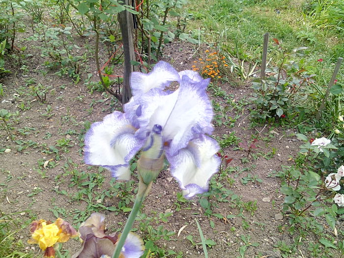 IMG_20150609_184929 - gradina 2015