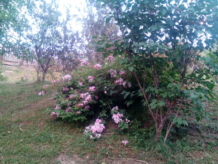 IMG_20150609_202816 - gradina 2015