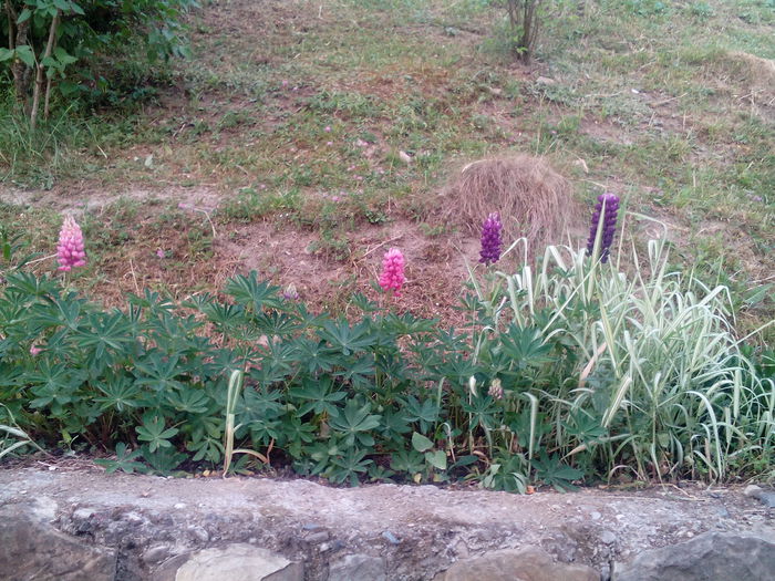 IMG_20150609_202806 - gradina 2015