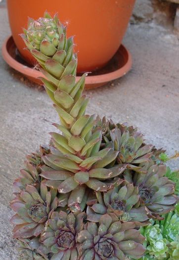 inceput de iunie (4)