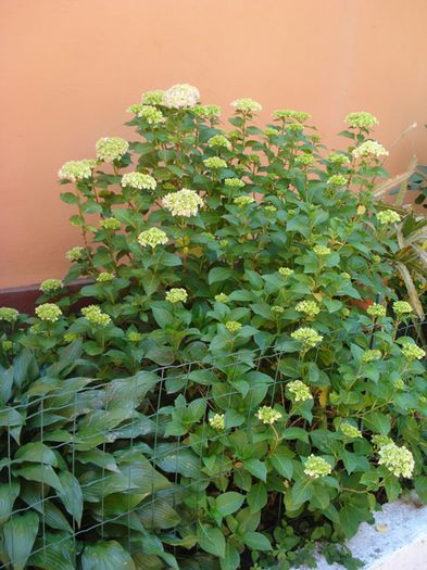 inceput de iunie (5)