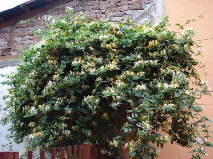 inceput de iunie (6)