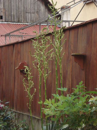 inceput de iunie (7)