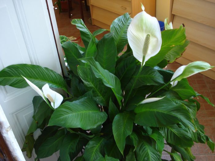 interior, iunie (5) - b 2015 - in interior