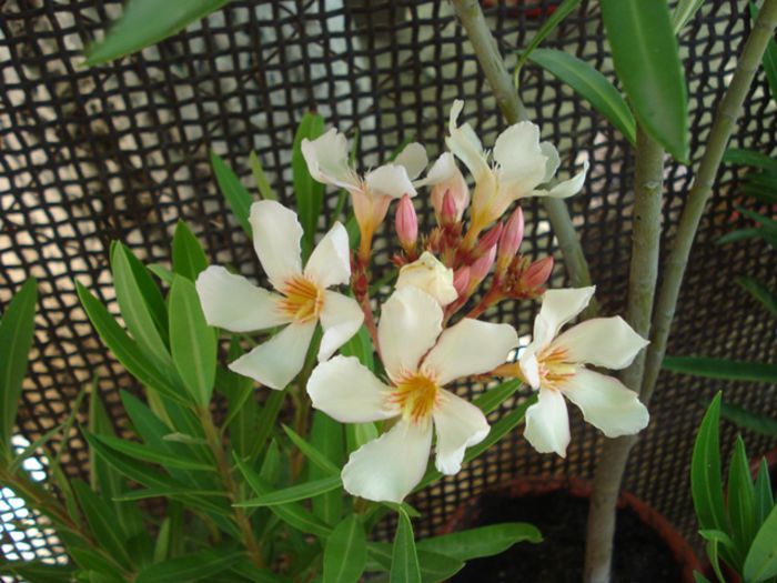 primele flori (1)