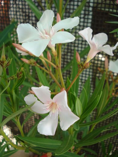 primele flori (3) - leandru 2015