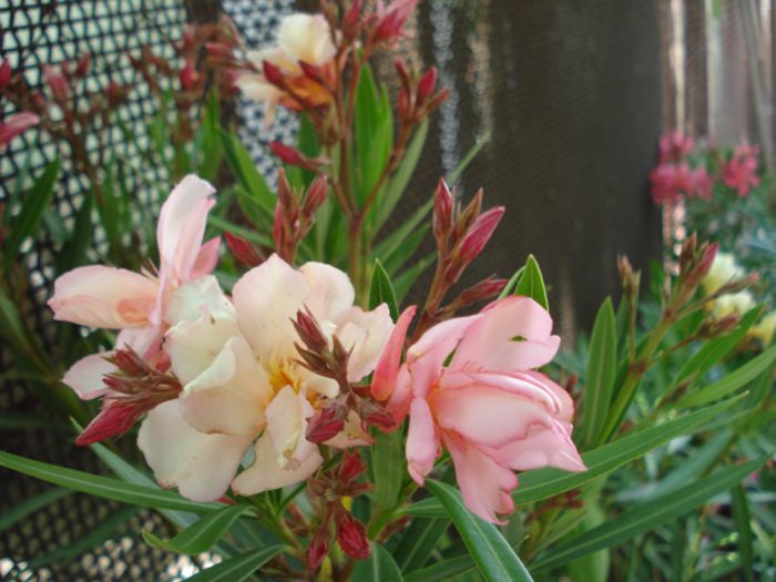 primele flori (4) - leandru 2015