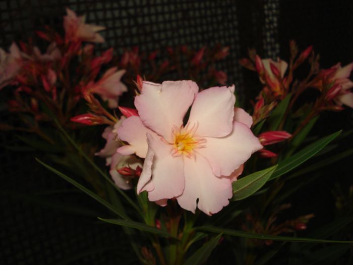 primele flori (6) - leandru 2015