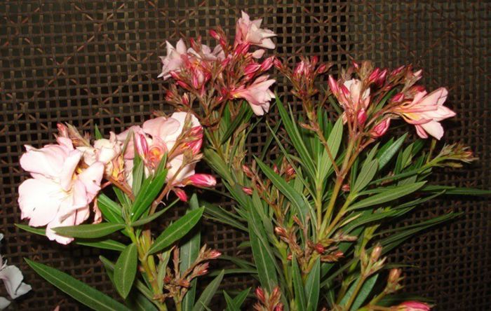 primele flori (7)