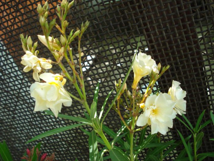 primele flori (8) - leandru 2015