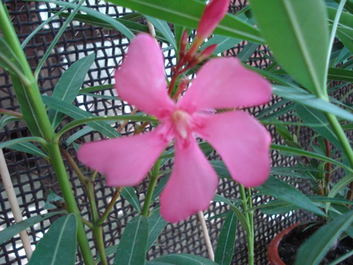 primele flori (10)