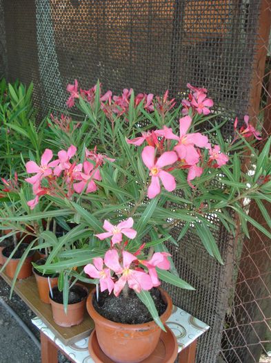 primele flori (11)