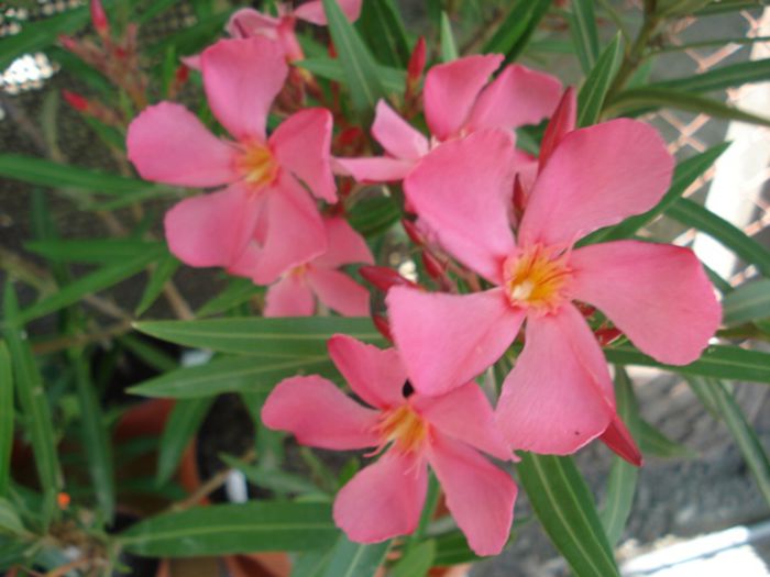 primele flori (12)