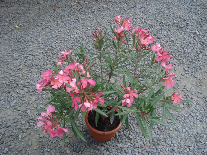 primele flori (19)