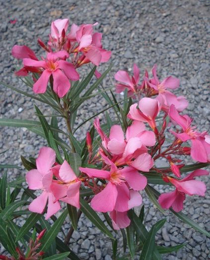 primele flori (22)