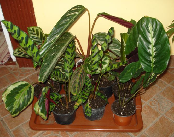 surplus dupa transplantare (1) - marantaceae