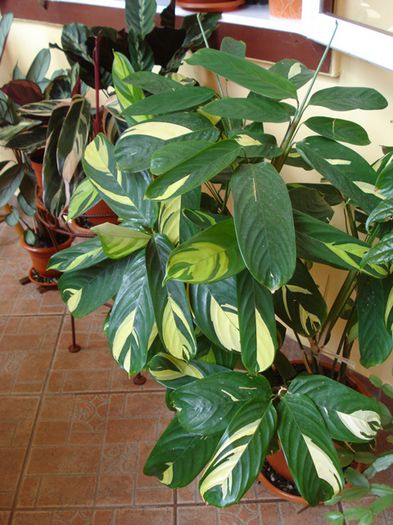 dupa transplantare, in iunie - ctenanthe lubbersiana