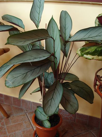 dupa transplantare, in iunie - ctenanthe setosa Grey Star