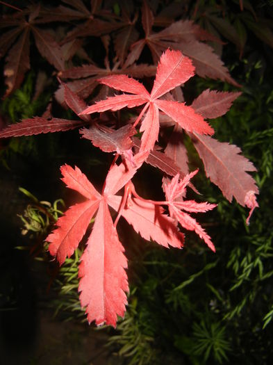 Acer palmatum Bloodgood (2015, May 20)