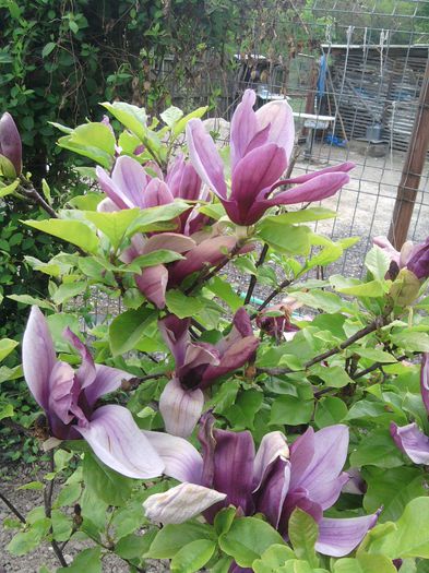 067-magnolia - aprilie si mai in gradina-2015