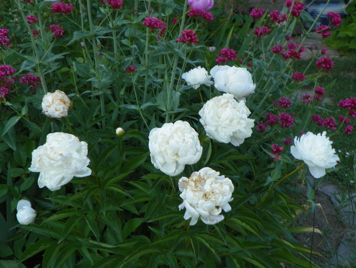 Boule de Neige