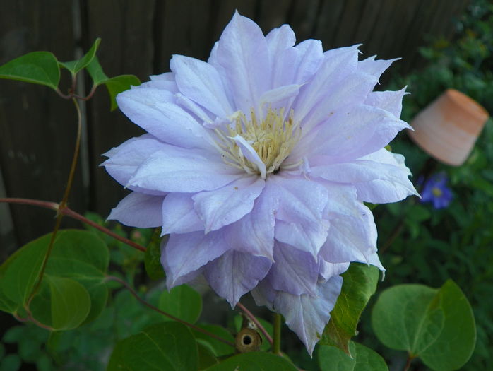 Belle of Woking