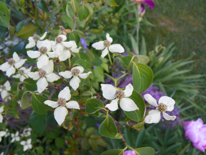 cornus kousa Milky Way - Copacei si arbusti 2015