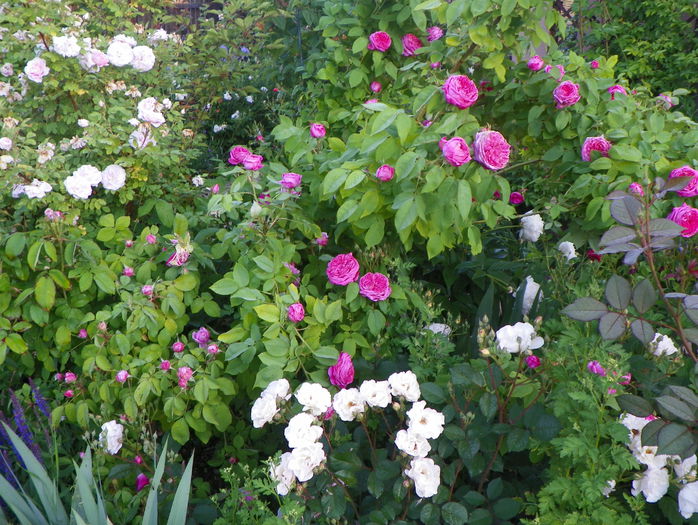 7 iun 053 - Gradina 2015