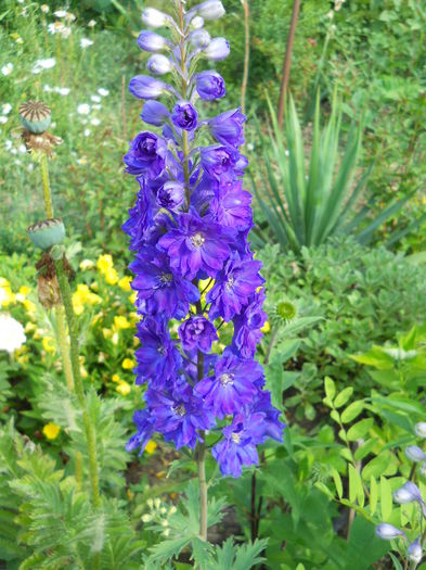 delfinium