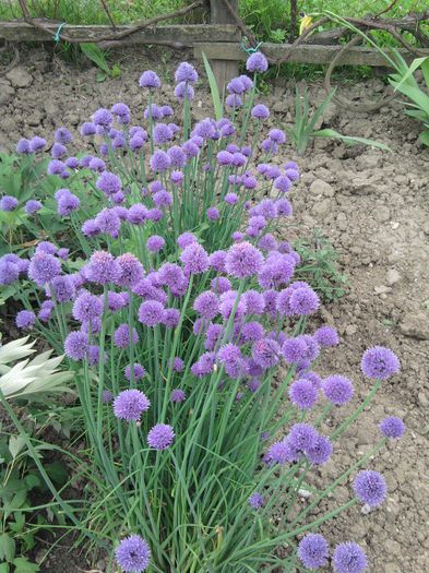 097-ceapa decorativa