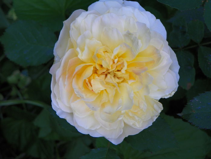 Molineux - Trandafiri 2015 - 1