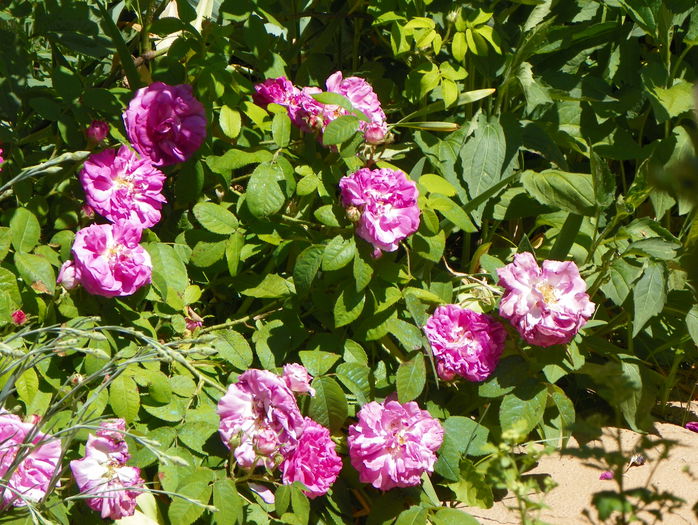 Jenny Duval - Trandafiri 2015 - 1