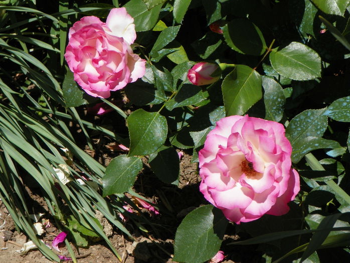 Bordure Rose - Trandafiri 2015 - 1