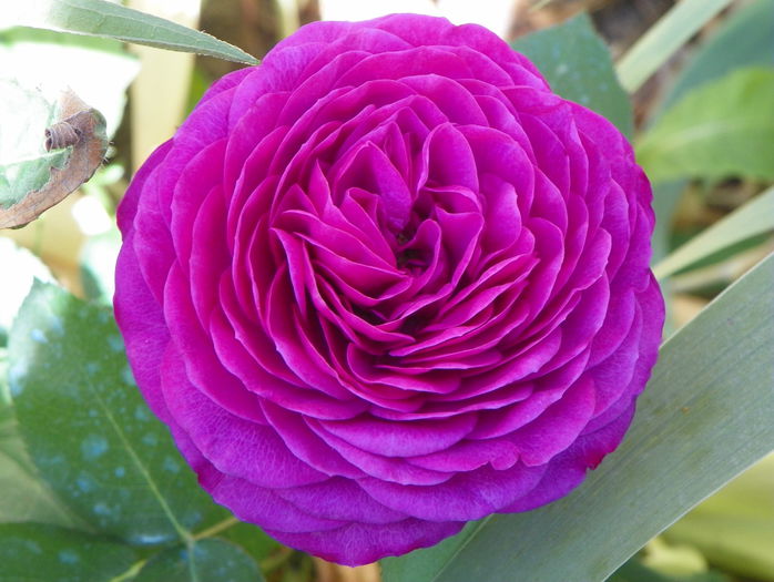 Heidi Klum - Trandafiri 2015 - 1