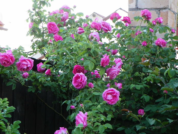 Futtaker Schlingrose?