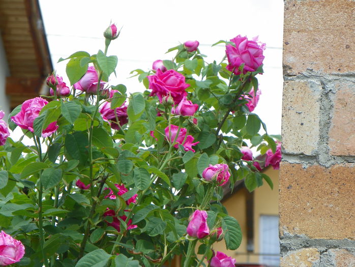 Futtaker Schlingrose?